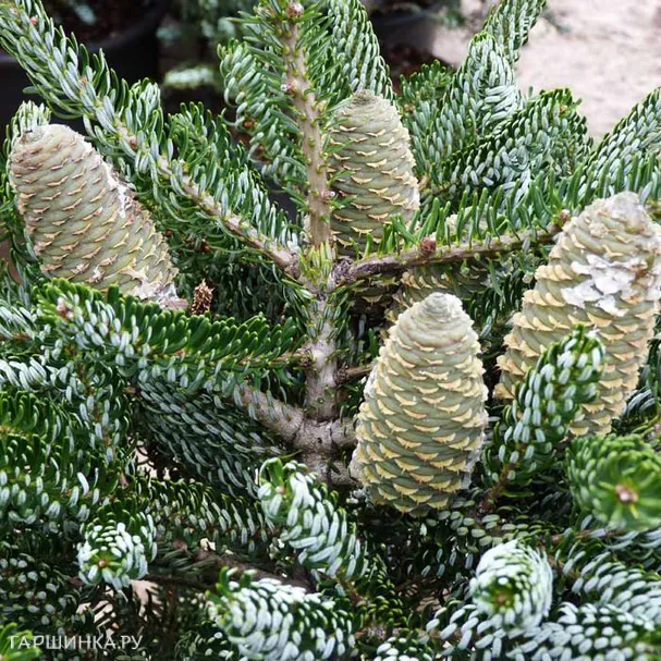 Пихта корейская Силберлок