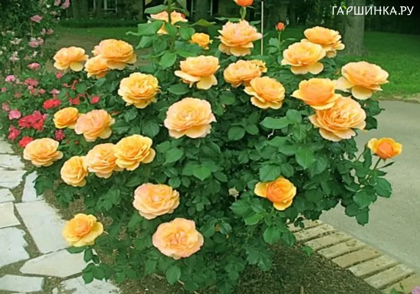 Роза Эбаут Фэйс/Прайд оф Чешир, Викс (лиц)