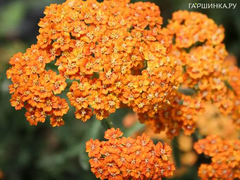Тысячелистник Терракота