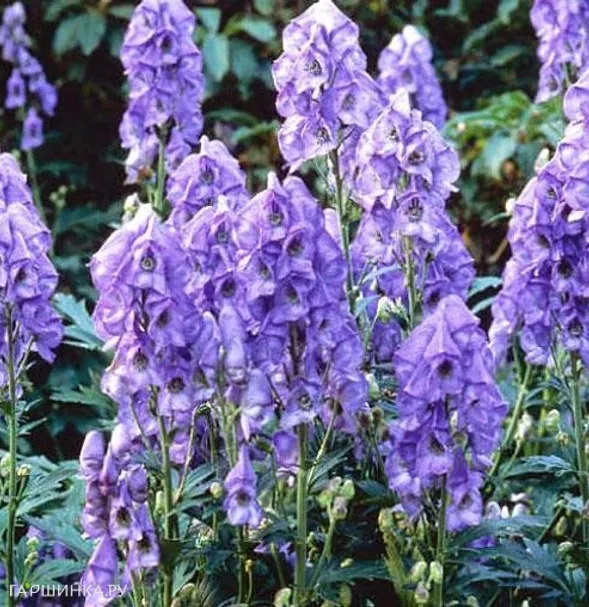 Аконитум Carm. Arendsii 2шт.