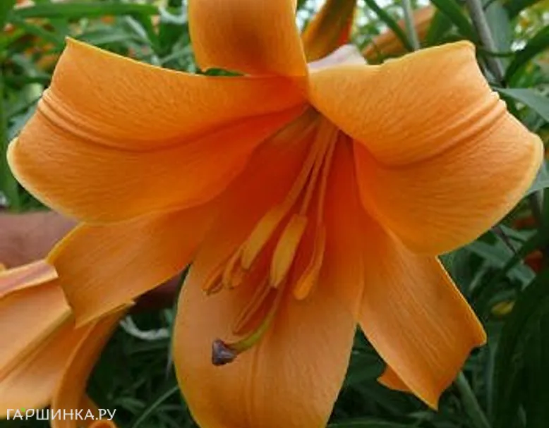 Лилия Африкан Квин трубчатая