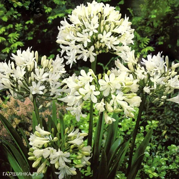 Агапантус Вайт