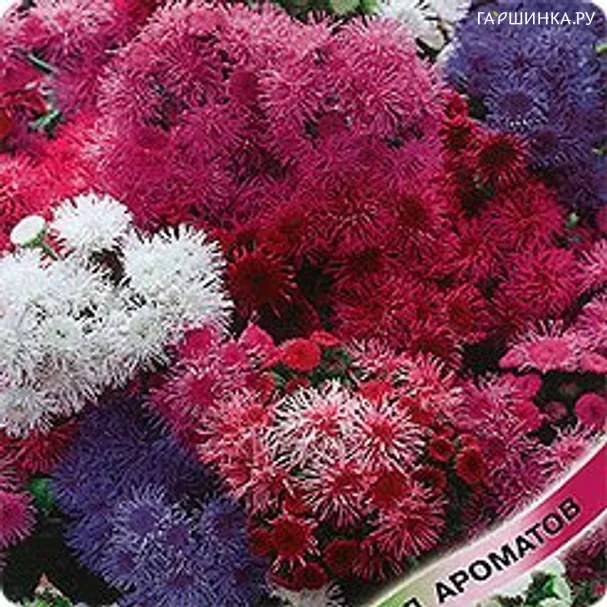 Агератум Сокровища ацтеков*, смесь 0,1г