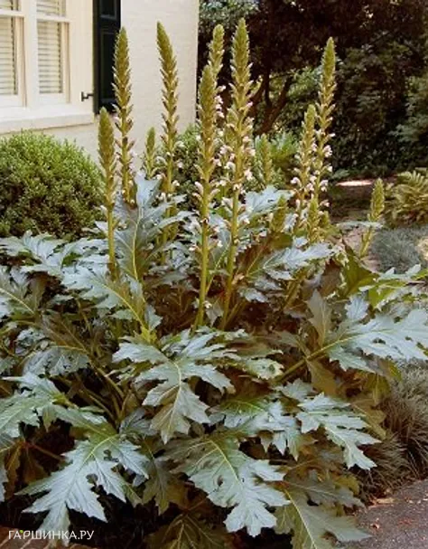 Акант моллис (Медвежья лапа)