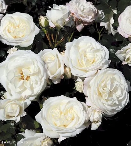 Роза Алабастер флорибунда, Тантау (лиц)