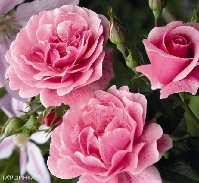 Роза Камелот плетистая Imperial Rose