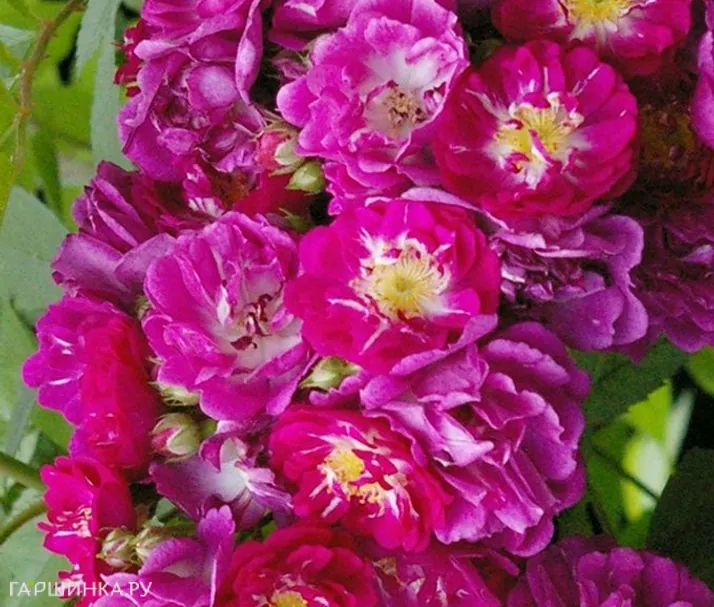 Роза Партикль плетистая Imperial Rose