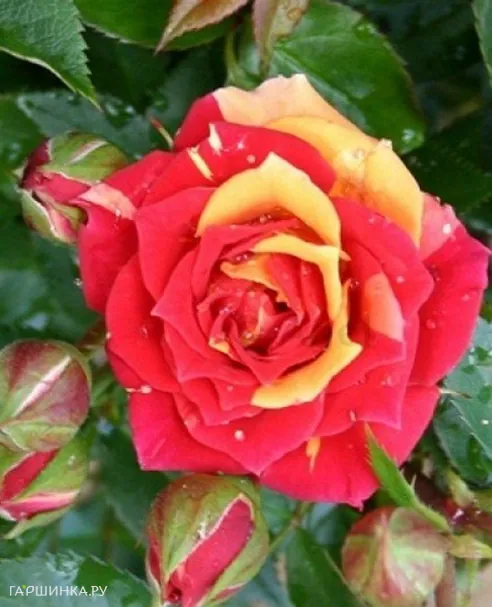 Роза Чили Клементина миниатюрная Imperial Rose