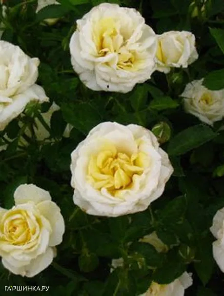 Роза Джей Пи Коннел канадская парковая (лиц)