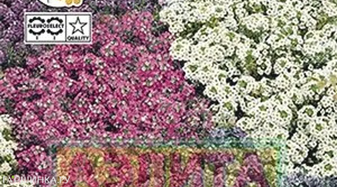 Алиссум Палетта, смесь окрасок