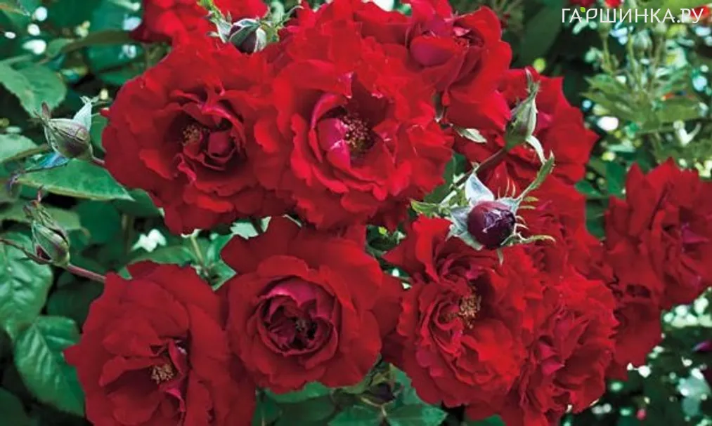 Роза Олл Эблейз плетистая, Викс (лиц)