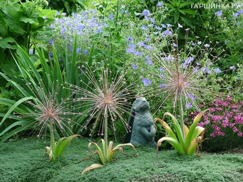 Лук декоративный Шуберт 2шт