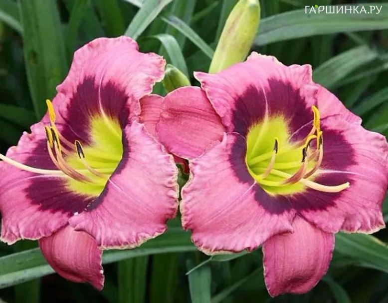 Лилейник Олвэйс Автенун