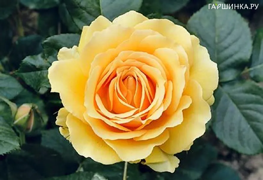Роза Амбер Куин флорибунда, Топалович (лиц)