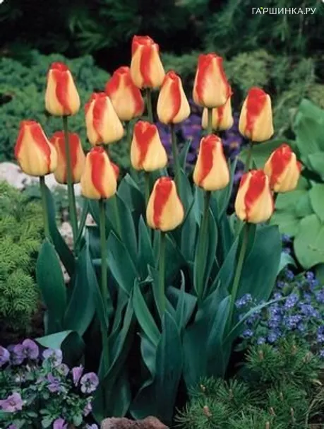 Тюльпан Американ Дрим Дарвина 5шт