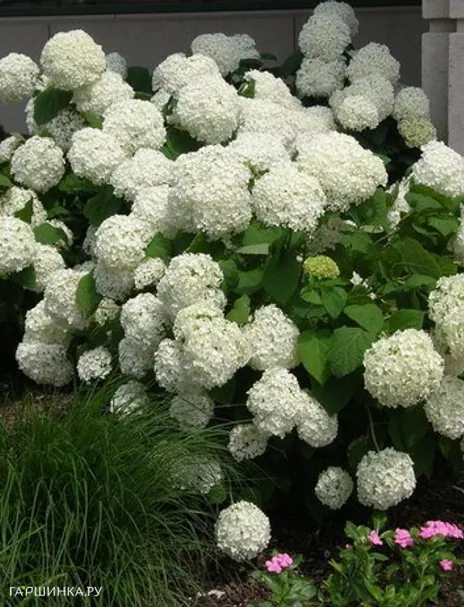 Гортензия Анабель древовидная