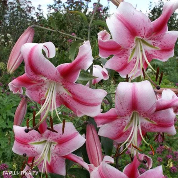 Лилия Анастасия ОТ-гибрид