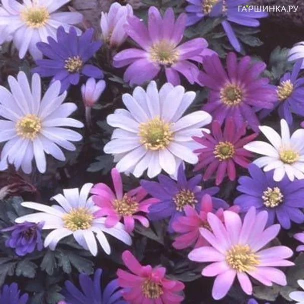 Анемона (Ветреница) Бланда Микс 8шт