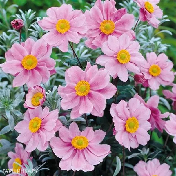 Анемона (Ветреница) японская Серенада