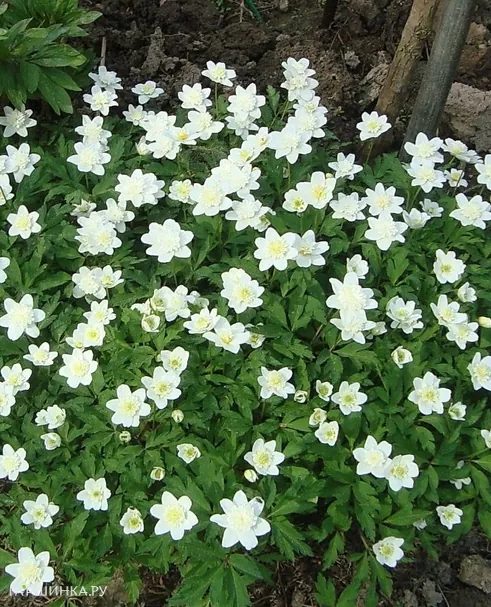 Анемона (Ветреница) дубравная