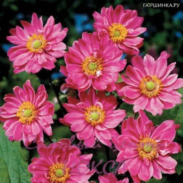 Анемона (Ветреница) японская Памина