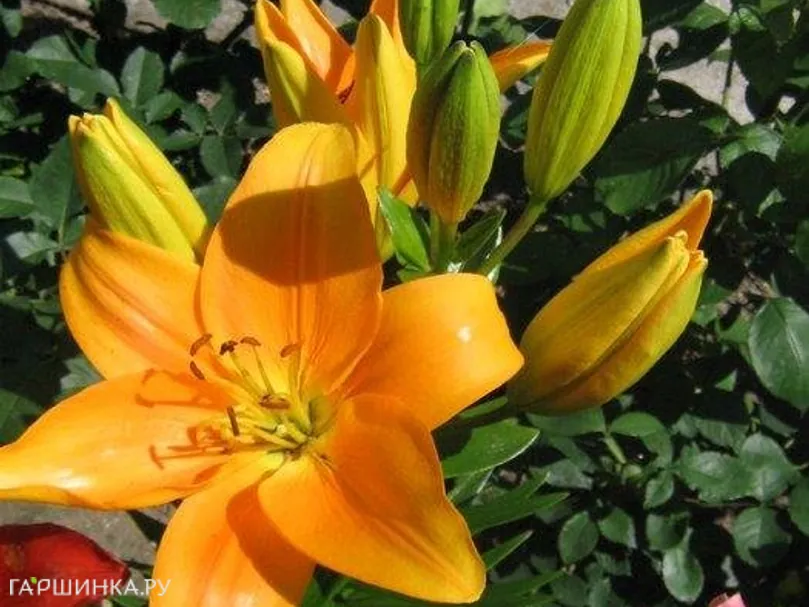 Лилия Антекера азиатская/2шт
