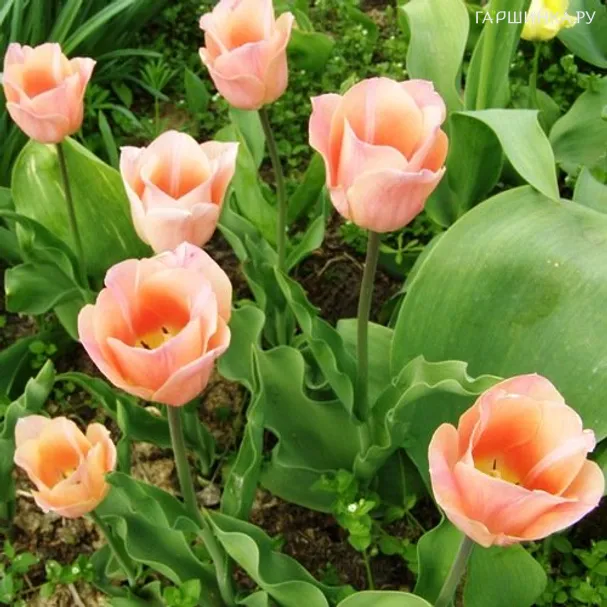 Тюльпан Априкот Бьюти простой раний 5шт