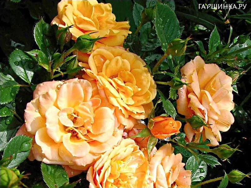 Роза Эприкот Клементина миниатюрная Imperial Rose