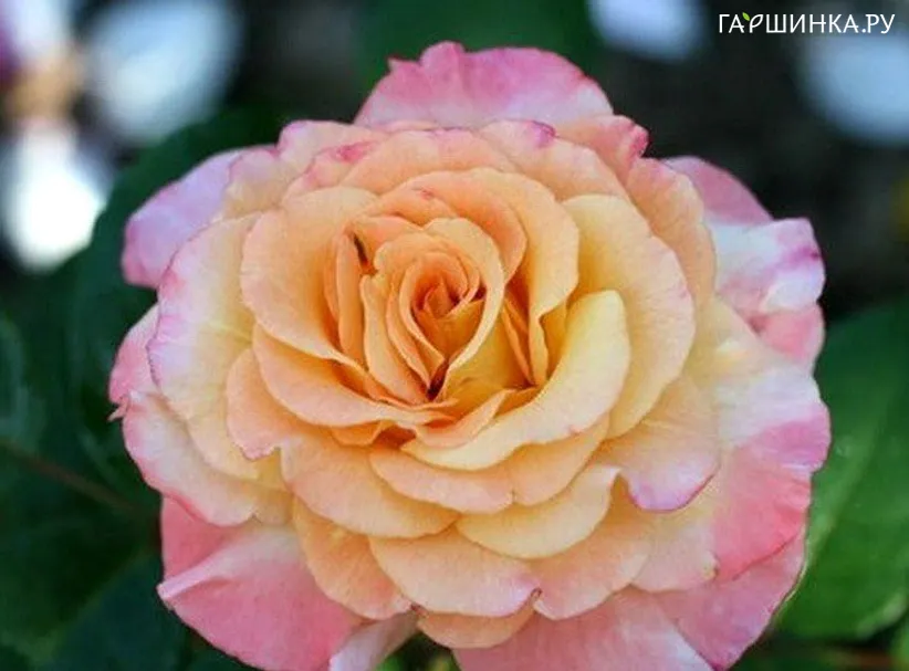 Роза Акварель чайно-гибридная Imperial Rose