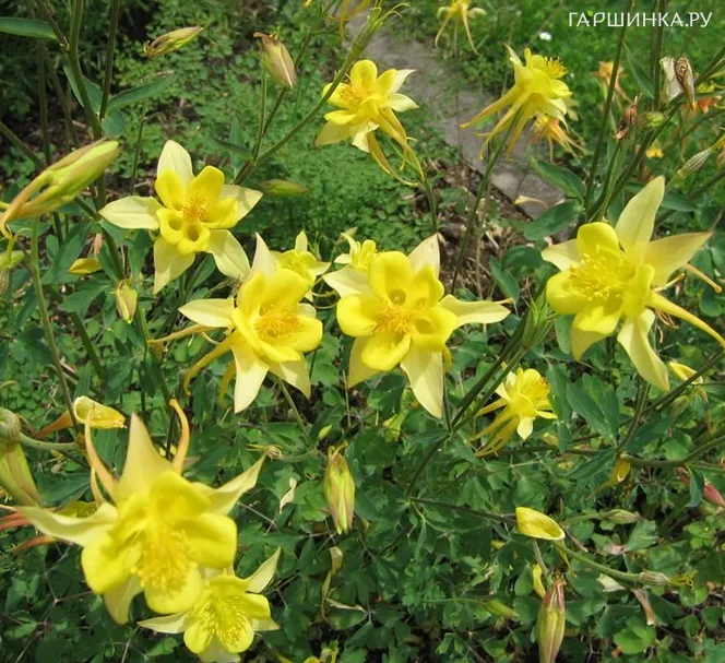 Аквилегия Еллоу Квин