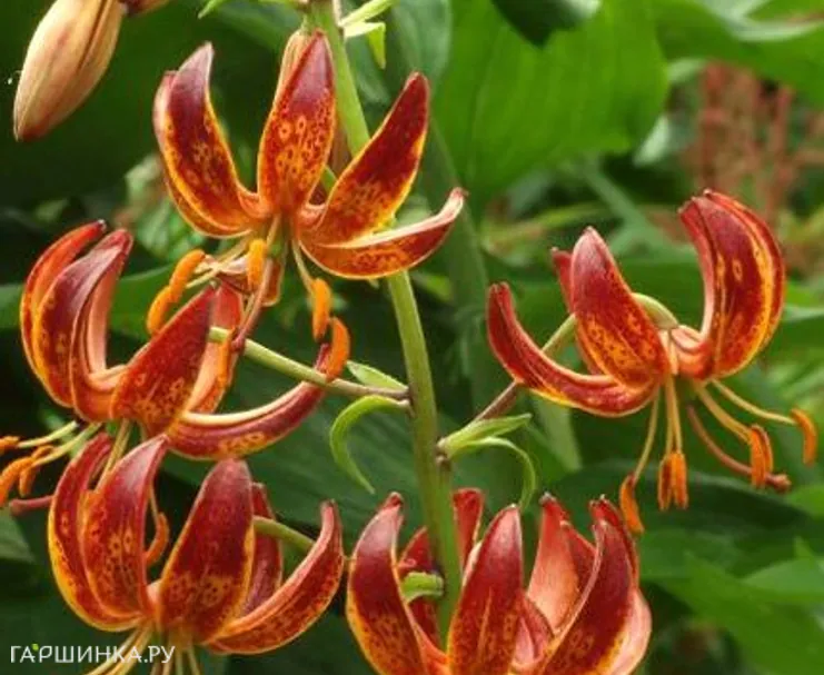 Лилия Арабиан Найт кудреватая