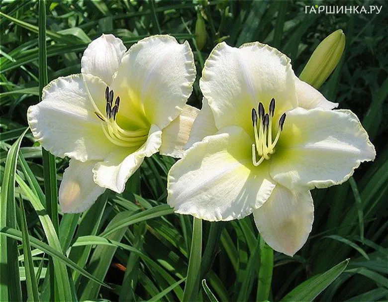 Лилейник Арктик Сноу