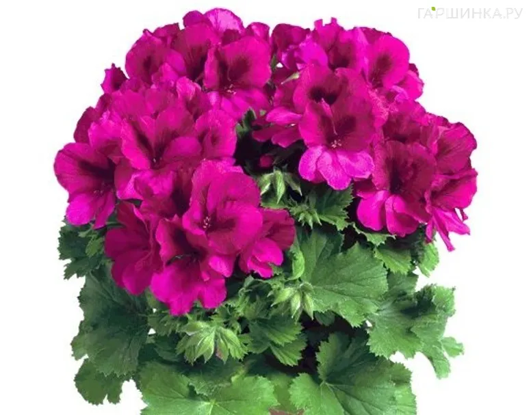 Пеларгония королевская Аристо Бургунди