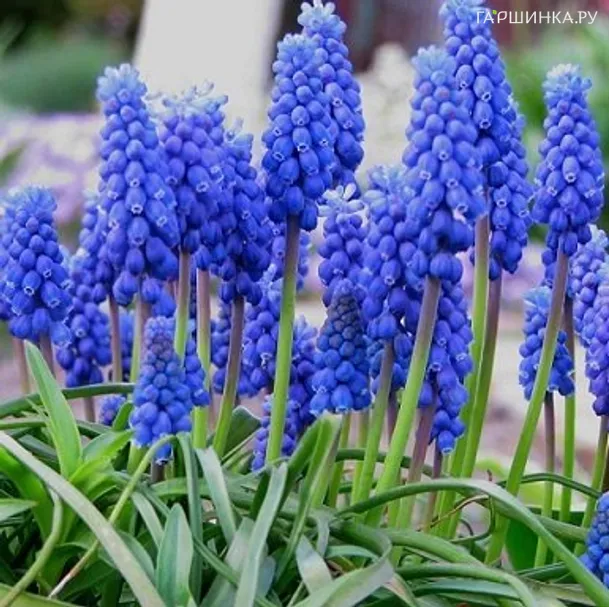 Мускари Арменикум 15 шт