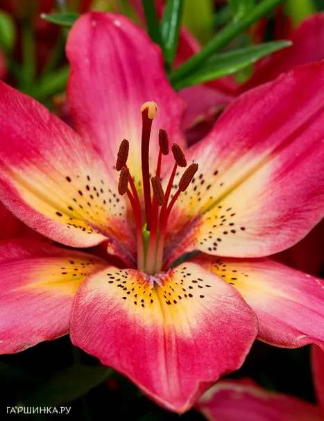 Лилия Арсенал азиатская /2шт