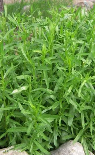 Полынь французская