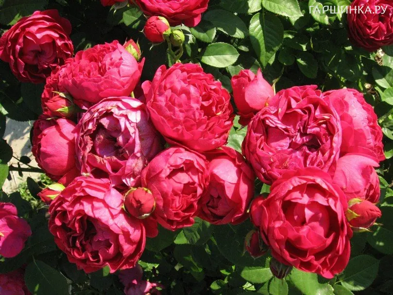 Роза Аскот чайно-гибридная, Тантау (лиц)