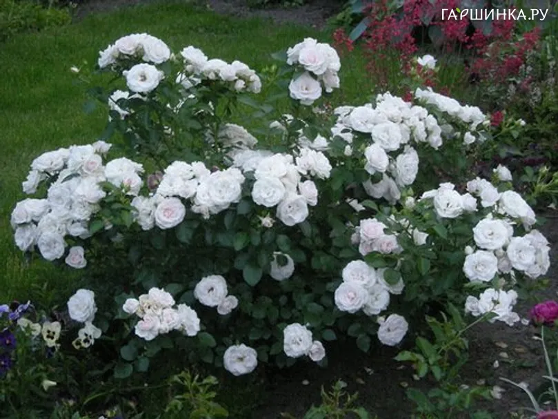 Роза Аспирин флорибунда, Империал Роуз Imperial Rose