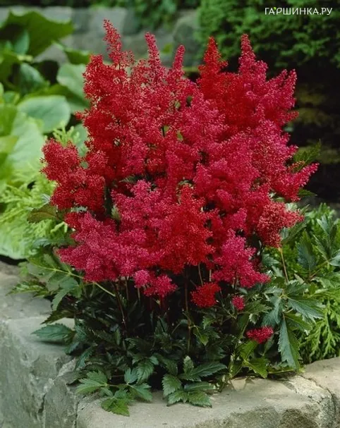Астильба Арендса Гранат