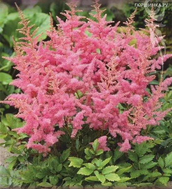 Астильба Арендса Хайзинс