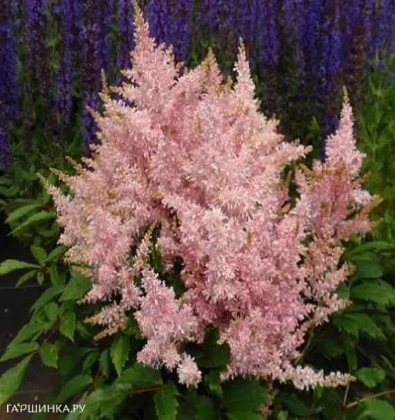 Астильба китайская Шугаберри