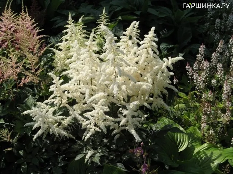 Астильба японская Дойчланд