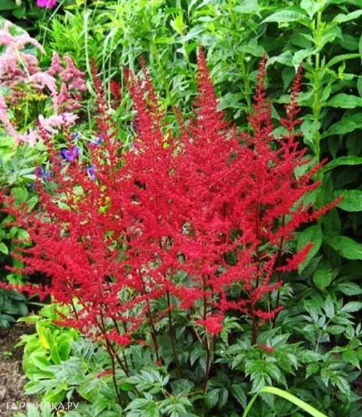 Астильба Арендса Августлехтен