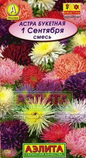 Астра 1 сентября, смесь окрасок, Лидер