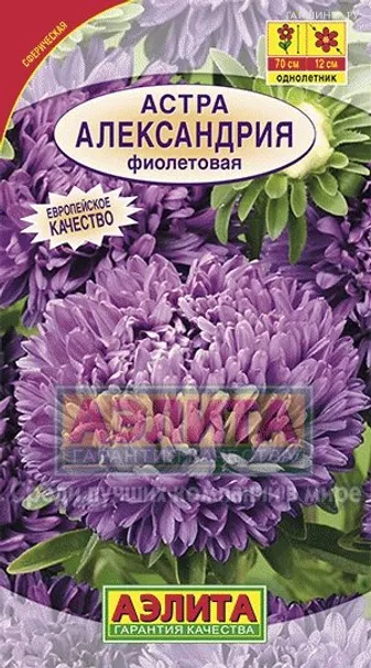 Астра Александрия фиолетовая