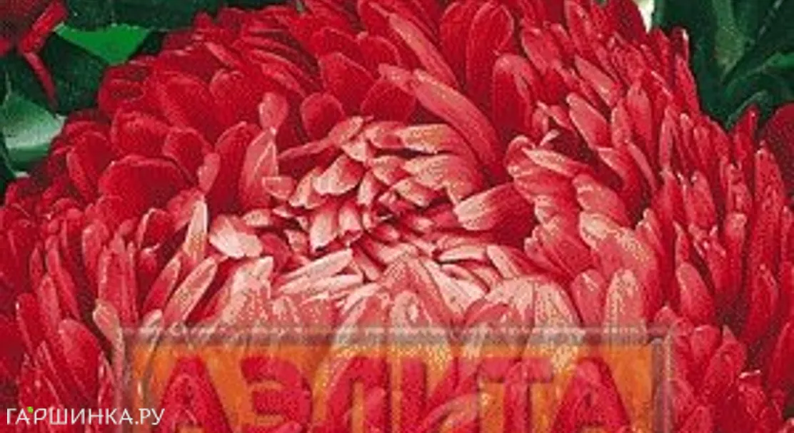 Астра Алые паруса, ц/п