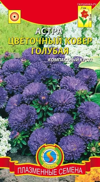 Астра Цветочный ковер, голубая