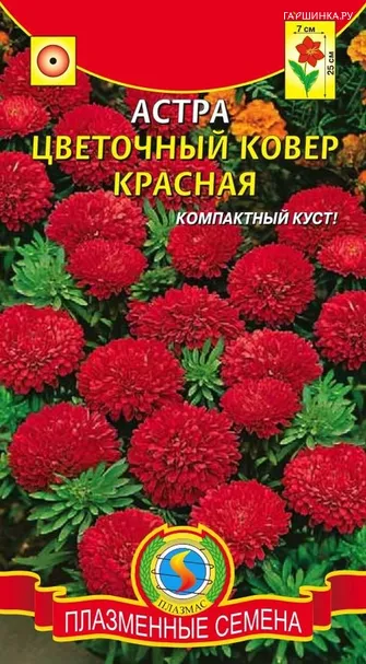 Астра Цветочный ковер, красная