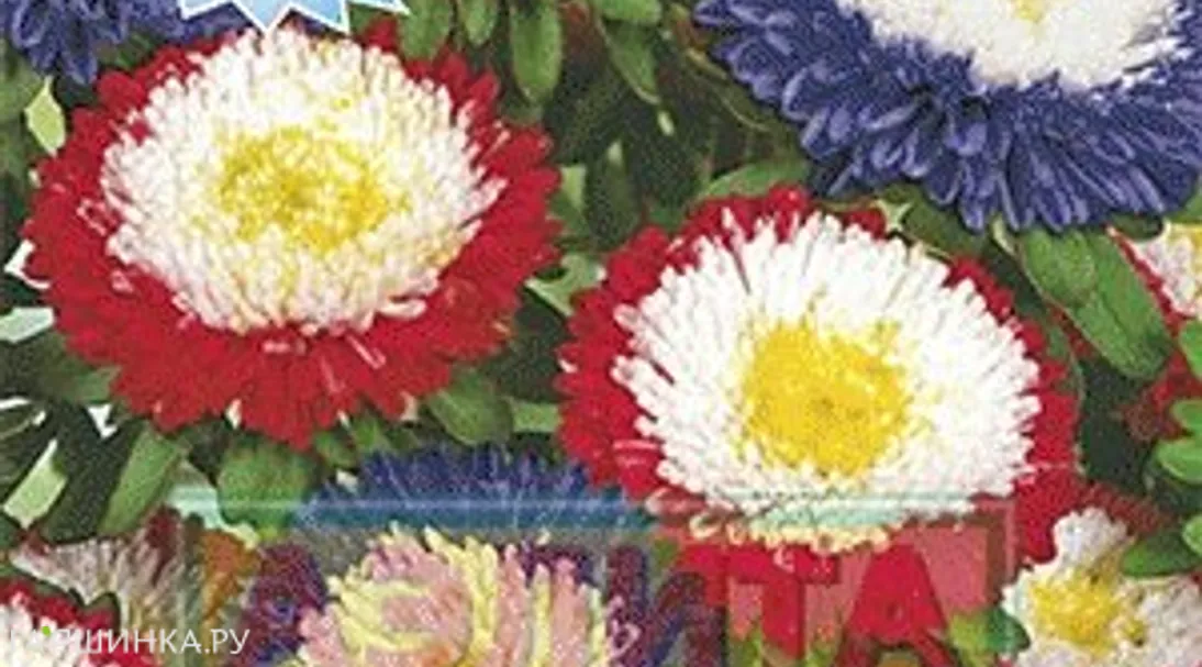 Астра Дар осени, смесь окрасок ц/п