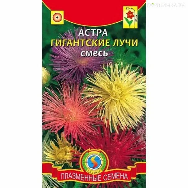 Астра Гигантские лучи, смесь